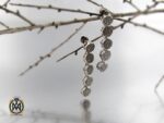 گوشواره نقره طرح فلورا زنانه - کد 5034 - تصویر 5
