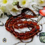 تسبیح کهربا شفاف روسیه 33 دانه